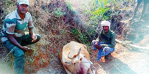 ಹಸುವಿನ ಮೇಲೆ ಕಾಡು ಪ್ರಾಣಿ ದಾಳಿ