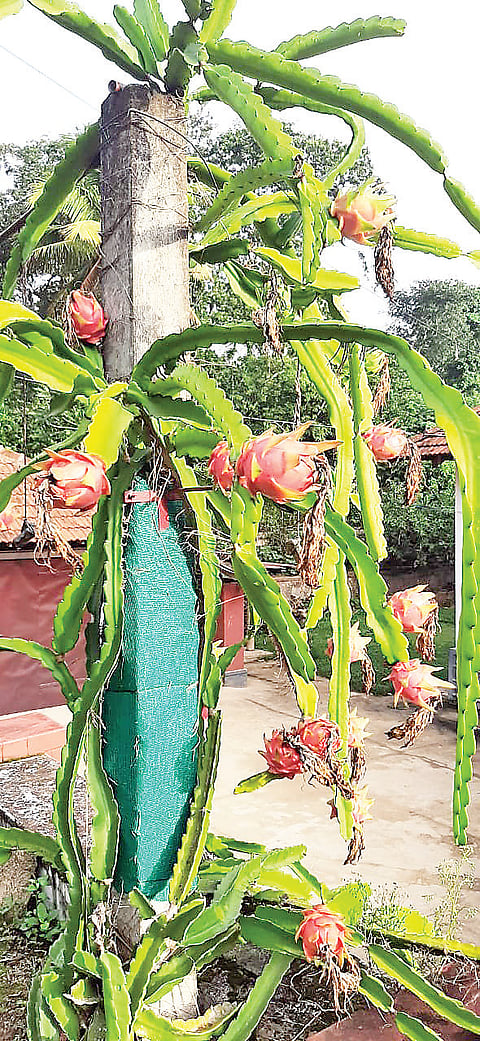 ಸಮಗ್ರ ಬೇಸಾಯದಿಂದ ಲಾಭ