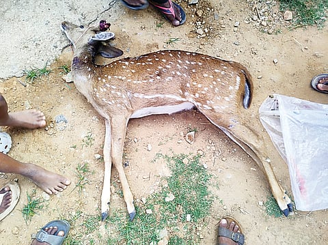 ನಾಯಿ ದಾಳಿಯಿಂದ ಜಿಂಕೆ ಸಾವು