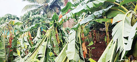 24-KGL-1 ()