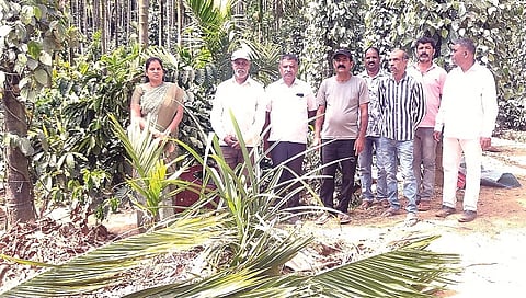 ಮಾಲಹಳ್ಳಿಯ ಚಂದ್ರು ಅವರ ತೋಟದಲ್ಲಿ ಬೆಳೆ ಹಾಳಾಗಿರುವುದನ್ನು ತಹಸೀಲ್ದಾರ್ ಎಂ.ಮಮತಾ ವೀಕ್ಷಿಸಿದರು.