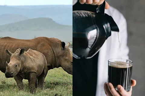 African black rhino