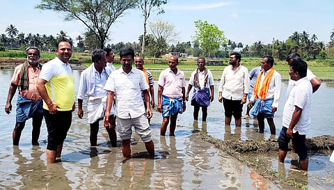 B.Y. Vijayendra will plant paddy Mandya