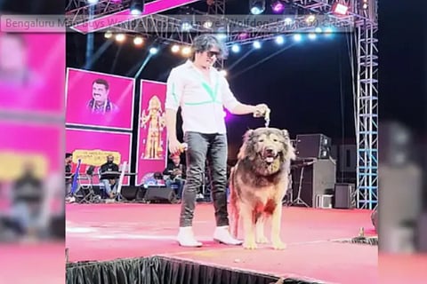 Bengaluru Man Buys Worlds Most Expensive Wolfdog