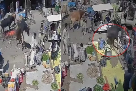 Bull Accident