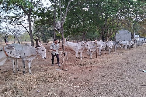COW