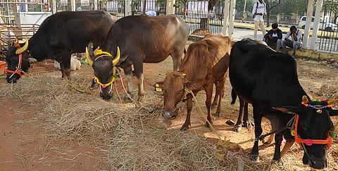 Cattle