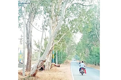 Demand to clear dry trees