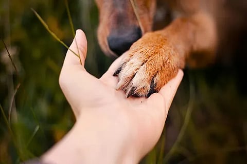 Dog