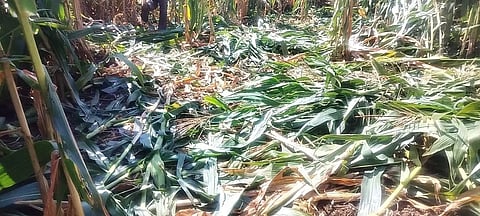 Elephant attack in hanagal