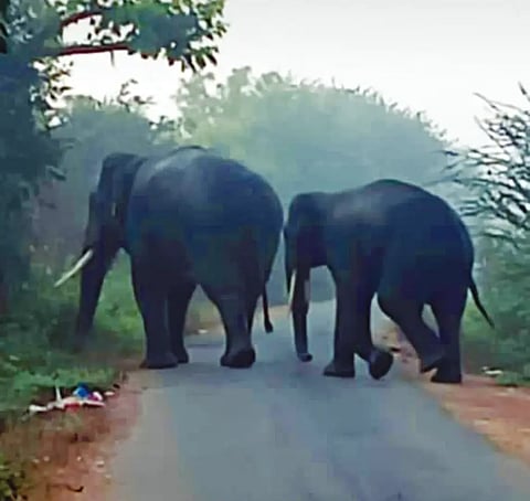 Elephant enter in naganur lake in shiggavi