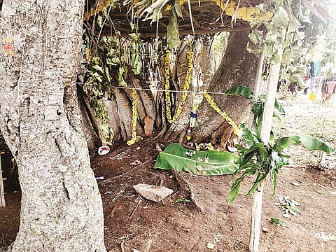 ಹುಣಸೂರು ತಾಲೂಕಿನ ಕುಡಿನೀರುಮುದ್ದನಹಳ್ಳಿಯ ದೊಡ್ಡ ಆಲದ ಮರದ ಪ್ರಥಮ ಜಾತ್ರಾ ಮಹೋತ್ಸವಕ್ಕೆ  ವೃಕ್ಷಪೂಜೆ ಮಾಡುವ ಮೂಲಕ ಚಾಲನೆ ನೀಡಲಾಯಿತು.  