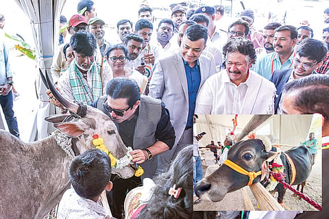 Hampi Utsav 2025 Bull show