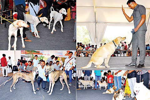 Hampi Utsav Dog Show