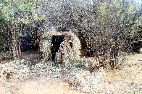 Kanakagiri leopad bone