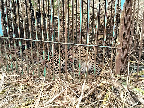 Leopard trapped in a trap Mandya