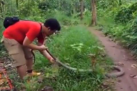 Man Casually Slaps Teases Massive Cobra Confused Internet Has Questions