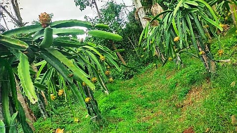 Negilayogi4