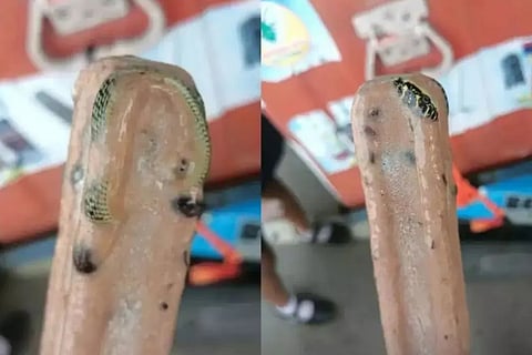 Thai Man Discovers Venomous Snake Frozen Inside Ice Cream