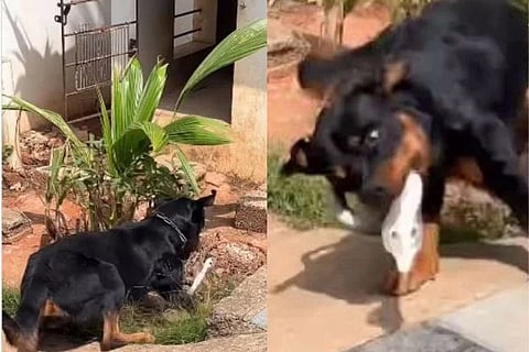 Untitled design - 2025-03-10T184832.462