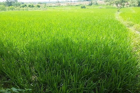 agri land