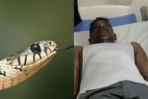 andrapradesha snake