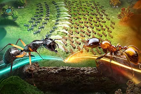 Ants