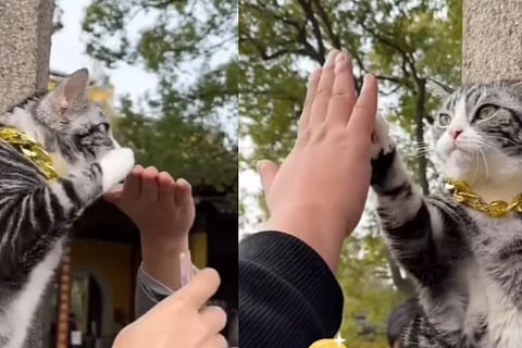 cat blesses