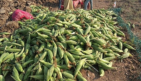 corn