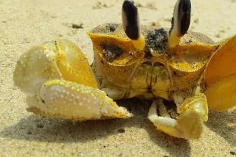 crabs