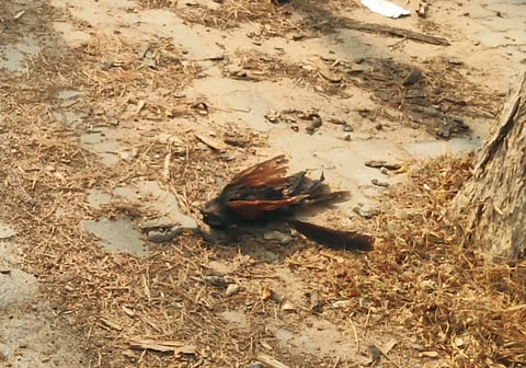 crow'