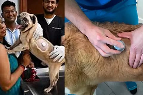 Diabetic Pet Dog