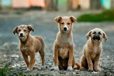dog