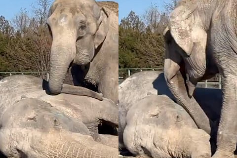 elephant