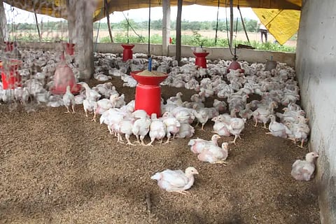 farm
