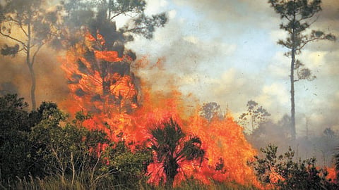 forest fire