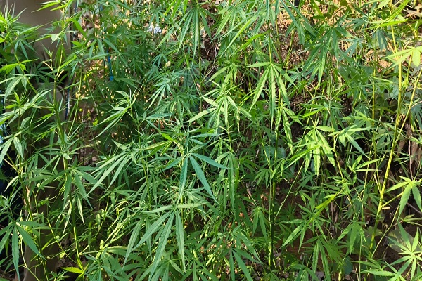 ganja