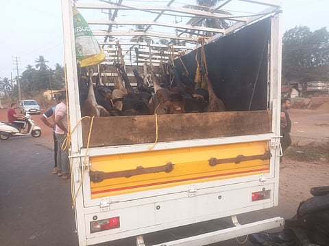 mng--28 march cattle 2