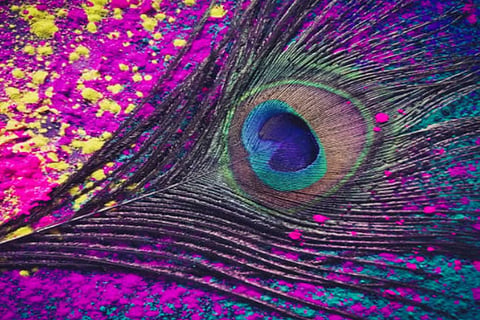 peacockfeather