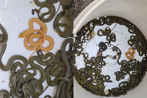 shimogga snake video