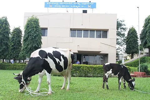 shimul