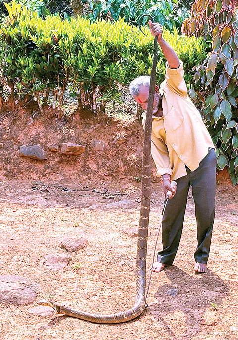 ಮನೆಯೊಳಗಿದ್ದ ಕಾಳಿಂಗ ಸರ್ಪ ಸೆರೆ
