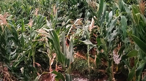 district koppal rain affect crop loss