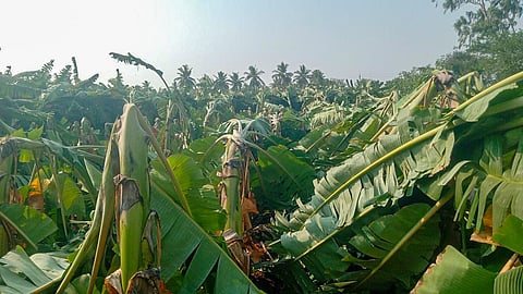ditrict koppal rain affect crop loss agreecuture department