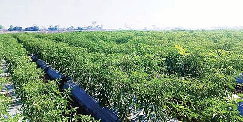 12 KRN-1