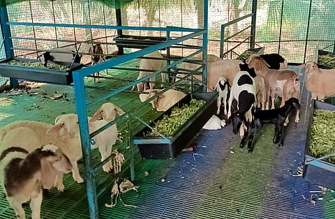 ಹೈನುಗಾರಿಕೆಯಿಂದ ಗಳಿಕೆ ಅಪಾರ