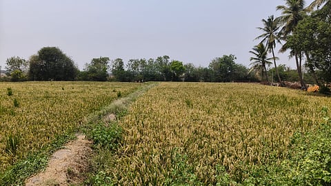 raichur