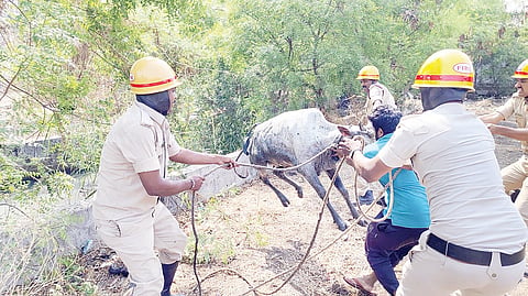 cow protection