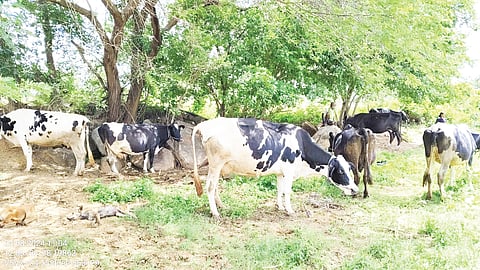 25 budikote 1a