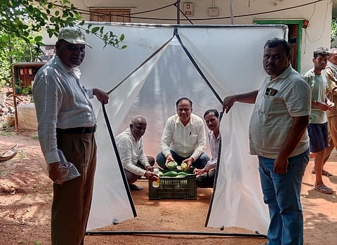 district koppal mango fruit tent agricultuer scientist